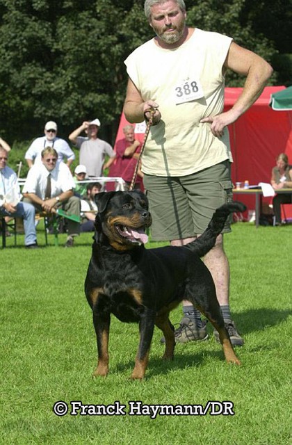 gwen von der bleichstrasse female rottweiler