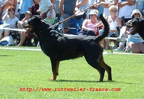 gwen von der bleichstrasse female rottweiler