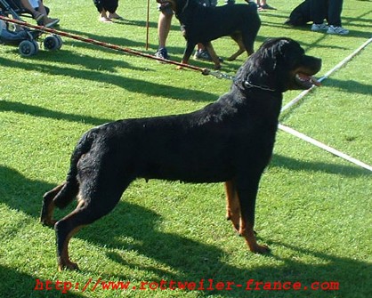 gwen von der bleichstrasse female rottweiler