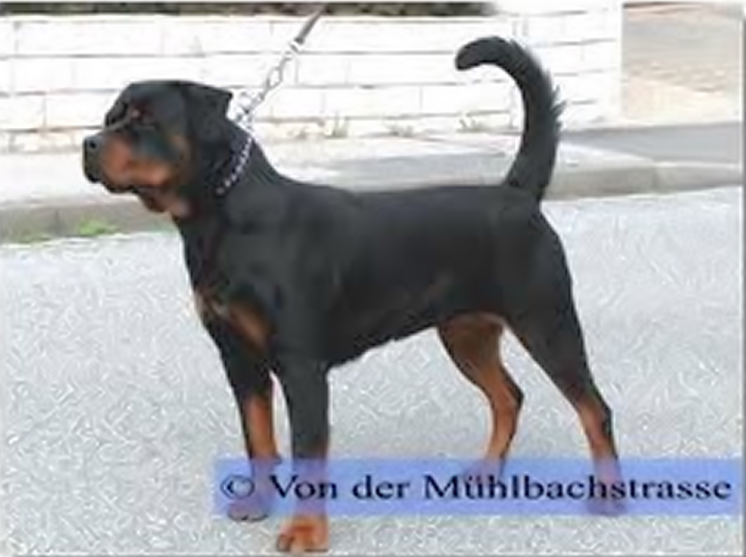gunda von den hassberghohen female rottweiler