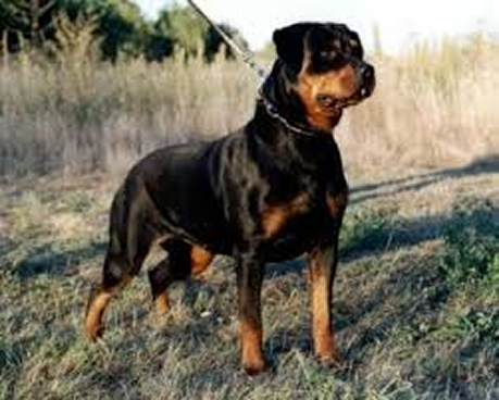 gwenda von der sudpfalz female rottweiler 