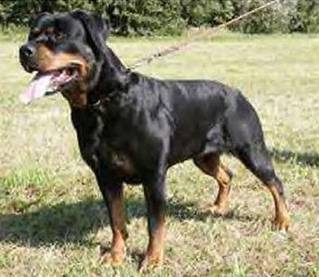 gwendi vom kressach rottweiler