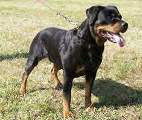 gwendi vom kressbach female rottweiler