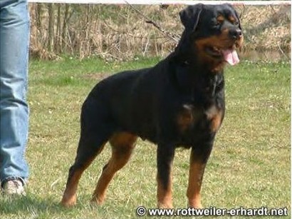 gwendi vom kressbach female rottweiler germany