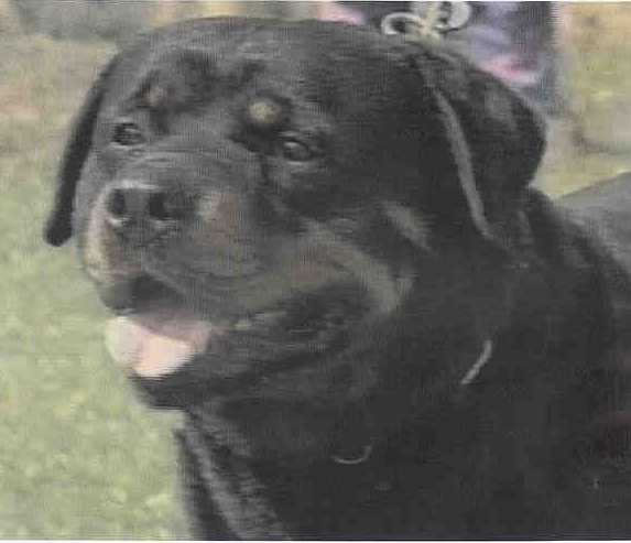 matcho von burgthann rottweiler male