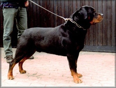 matcho vom burgthann rottweiler male