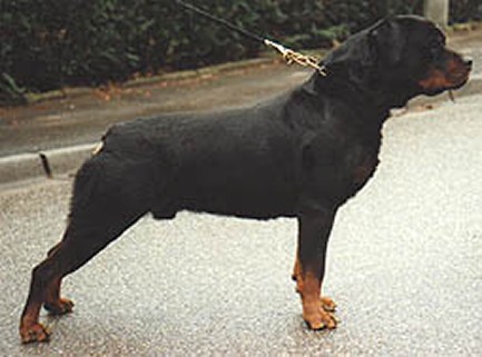 matcho vom burgthann rottweiler male