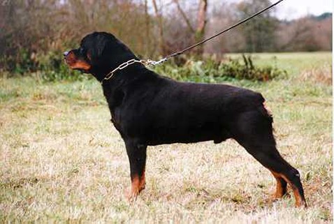 matcho vom burgthann rottweiler male
