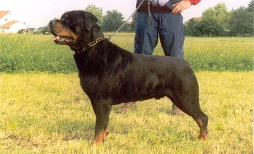 matcho vom burgthann rottweiler male