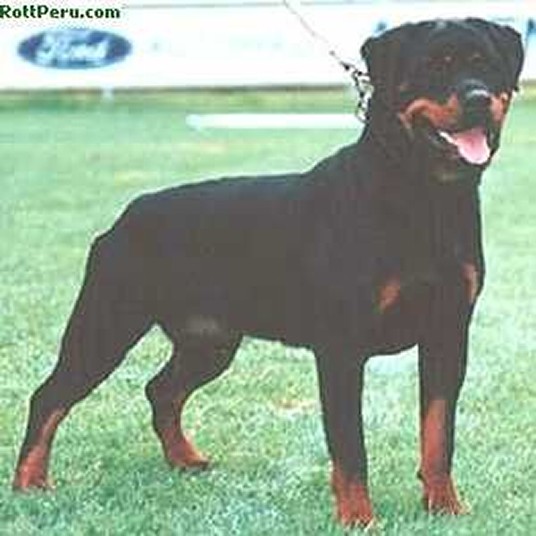 OLGA VON DER TEUFELSBRUCKE FEMALE ROTTWEILER