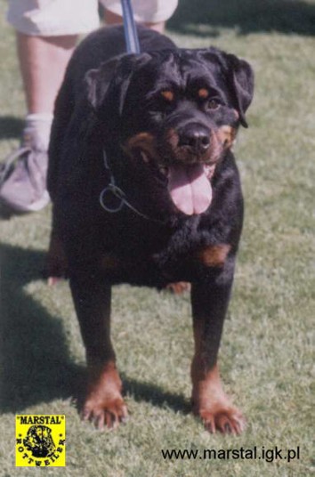 OLGA VON DER TEUFELSBRUCKE FEMALE ROTTWEILER