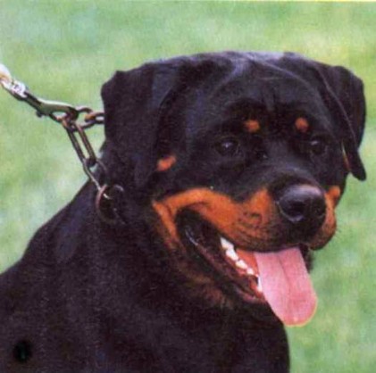 OLGA VON DER TEUFELSBRUCKE FEMALE ROTTWEILER