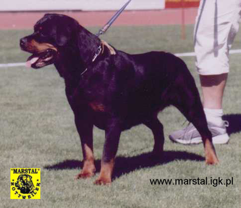OLGA VON DER TEUFELSBRUCKE FEMALE ROTTWEILER