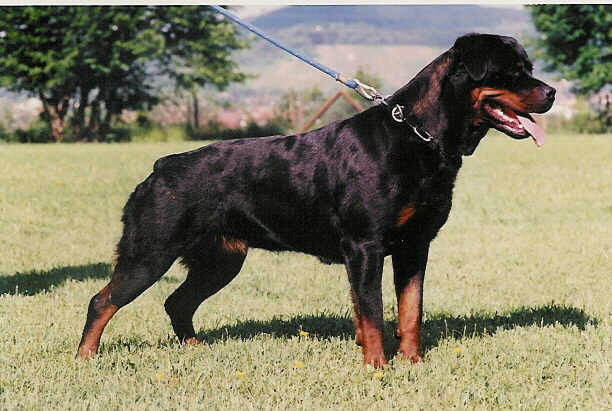 onda von der teufelsbrucke female rottweiler