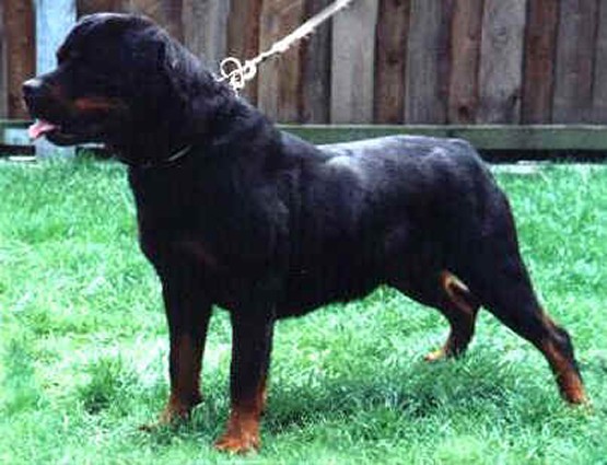 onda von der teufelsbrucke female rottweiler