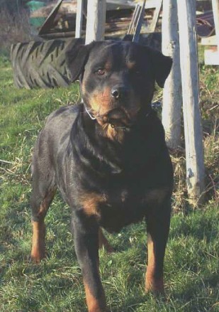 ODESSA VOM SCHWAIGER WAPPEN FEMALE ROTTWEILER