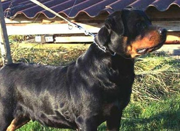 odessa vom schwaiger wappen rottweiler female