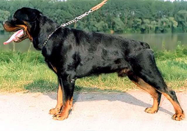 osco von junipera rottweiler male