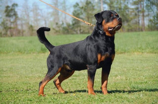 quaid vom hause enzian male rottweiler stud