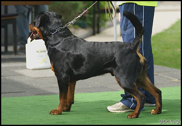 quaid vom hause enzian malr rottweiler stud