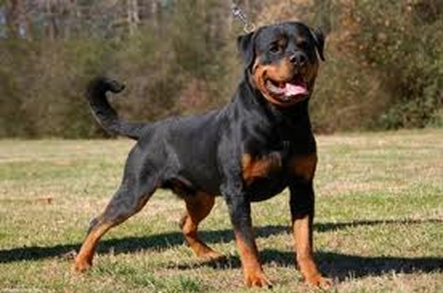 quaid vom hause enzian malr rottweiler stud