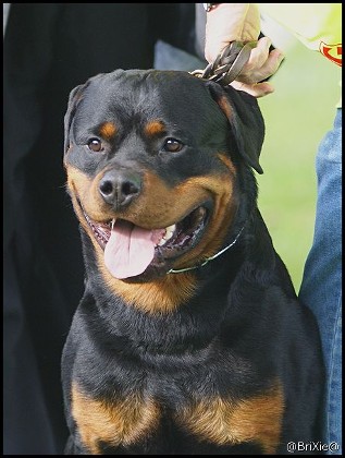 quaid vom hause enzian malr rottweiler stud