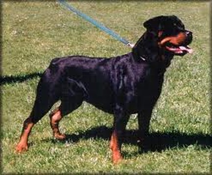 quendy von der bleichstrasse rottweiler female