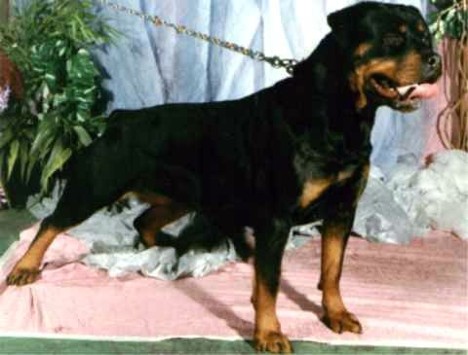 quendy von der bleichstrasse rottweiler female