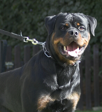 quex vom kummelsee male rottweiler