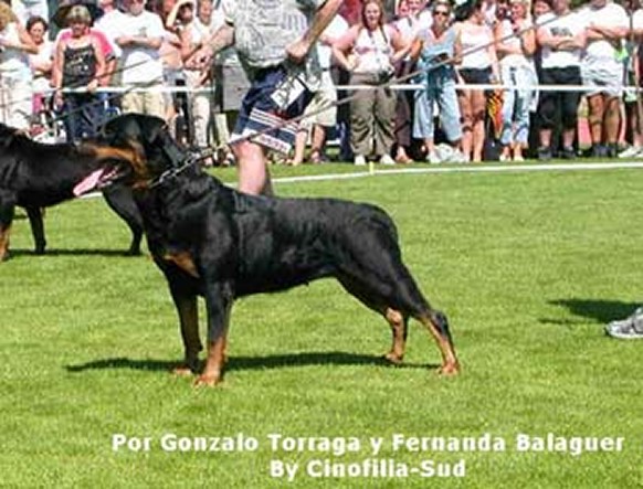 quini vom hause neubrand female rottweiler