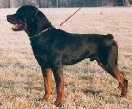 torro vom zimmer platz MALE ROTTWEILER