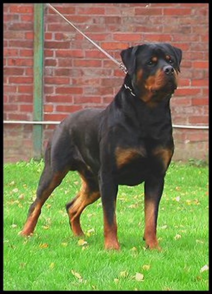 umbro vom sittard rottweiler male stud