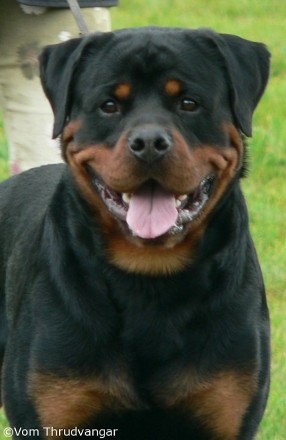 umbro vom sittard rottweiler male stud