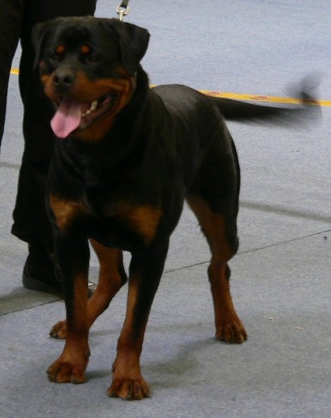 umbro vom sittard rottweiler male stud