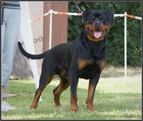 umbro vom sittard rottweiler male stud