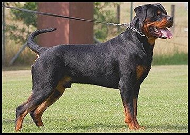 umbro vom sittard rottweiler male stud