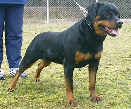 unja vom schwaiger wappen female rottweiler