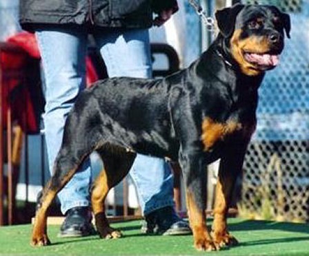 unja vom schwaiger wappen female rottweiler