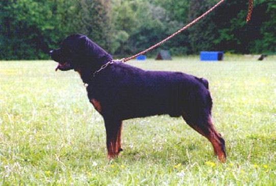 vulcan von der teufelsbrucke male rottweiler