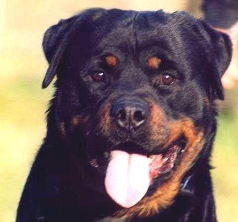 vulcan von der teufelsbrucke male rottweiler