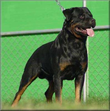 vulcan von der teufelsbrucke male rottweiler