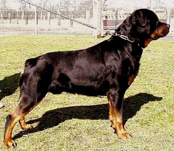 vulcan von der teufelsbrucke male rottweiler