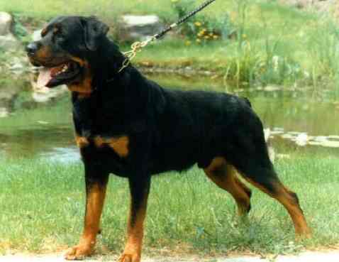 WILLI VOM HAUSE NEURAND ROTTWEILER MALE
