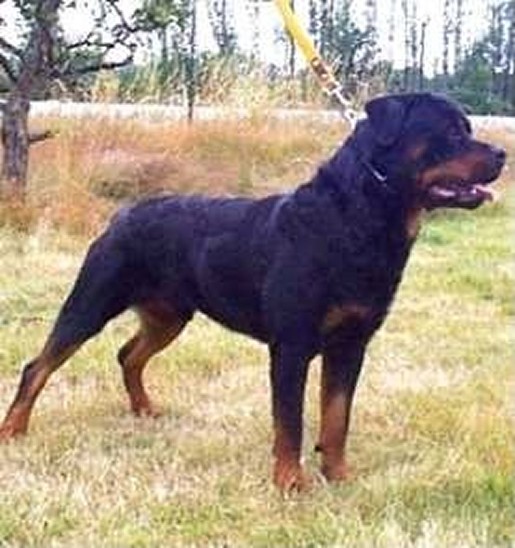 WILLI VOM HAUSE NEURAND ROTTWEILER MALE