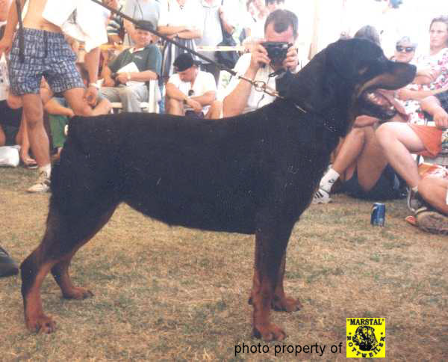 xyra von urgthann female rottweiler
