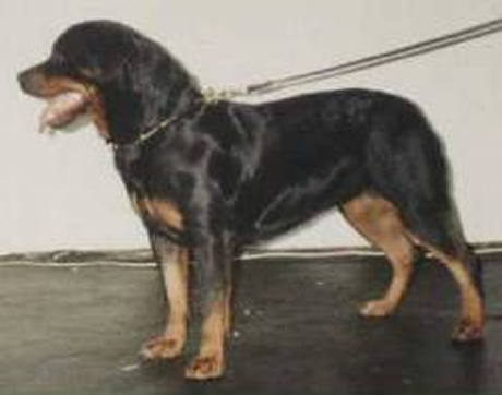 xyra von urgthann female rottweiler