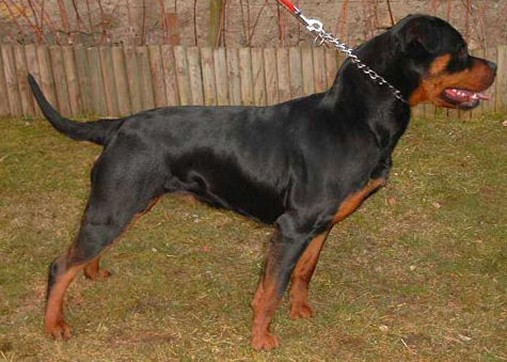 yvett vom schwaiger wappen rottweiler female