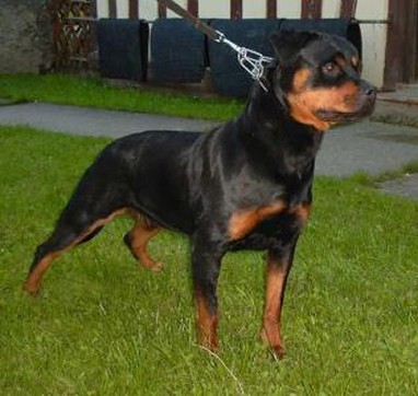 yvett vom schwaiger wappen rottweiler female