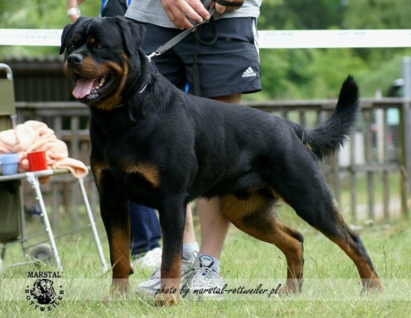 lennox vom weissen schwan rottweiler male