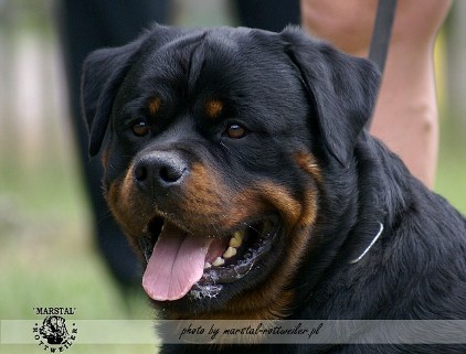 lennox vom weissen schwan rotweiler stud